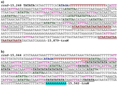 Motifs, microsatellites and tandem repeats found in the A + T-rich ...