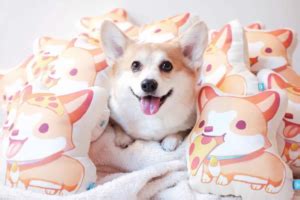 Sully Interviews Sneakers the Corgi - Petset.com