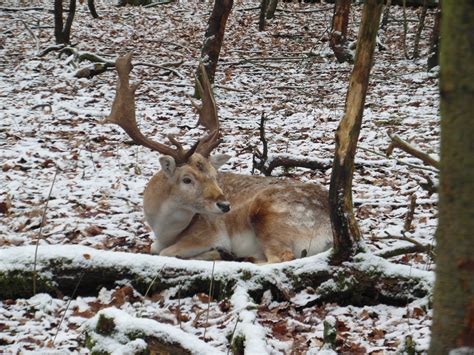 Free Images Forest Branch Snow Winter Flock Wild Mammal Fauna