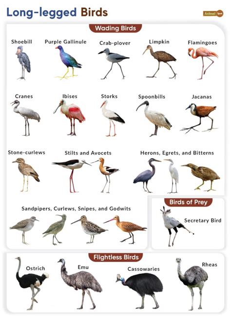 list  birds  long legs  pictures