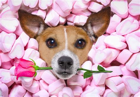 Why Your Dog is the Perfect Date for Valentine's Day - Our Dog House