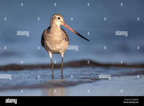 Bar Tailed Godwit Limosa Lapponica In Non Breeding Plumage A