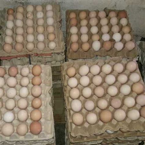 Kadaknath Chicken Eggs at Best Price in Hosur, Tamil Nadu | Jeevan ...