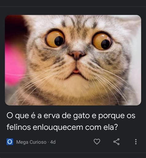 O Que A Erva De Gato E Porque Os Felinos Enlouquecem Ela Mega