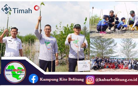 Pt Timah Tbk Tanam Ribuan Mangrove Dan Ratusan Pohon Buah Dukung