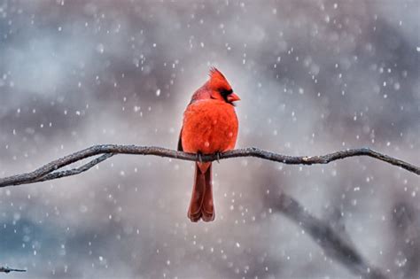 The Many Birds of Christmas and Their Meanings - World Birds