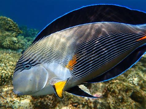 Sohal Surgeonfish Or Sohal Tang Or Arabian Surgeonfish Acanthurus Sohal