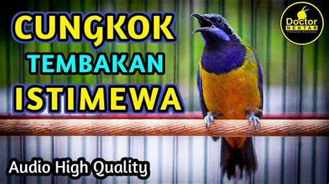 CUCAK CUNGKOK GACOR TEMBAKAN TAJAM ISTIMEWA AUDIO JERNIH YouTube