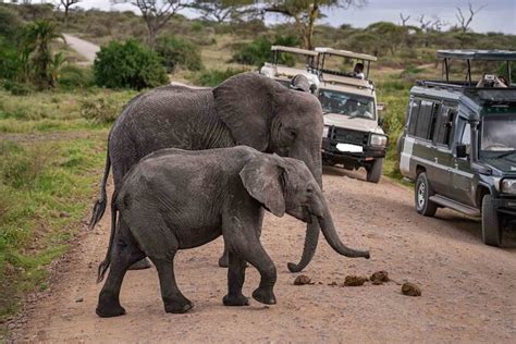 Nairobi Visite guidée d une journée du parc national Amboseli 2025