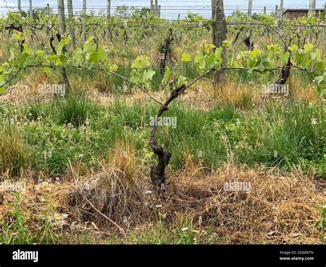 Winery Vineyard Woodstock Shenandoah County Virginia Usa Stock