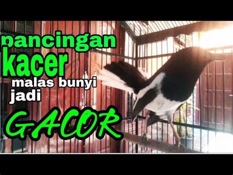 SUARA KACER Gacor Ngeplong BIKIN Kacer Lain Langsung NYAUT Dan EMOSI