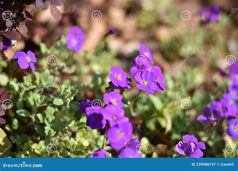 Aubrieta Flowers Stock Image Image Of Pink Flora Ground 238988137