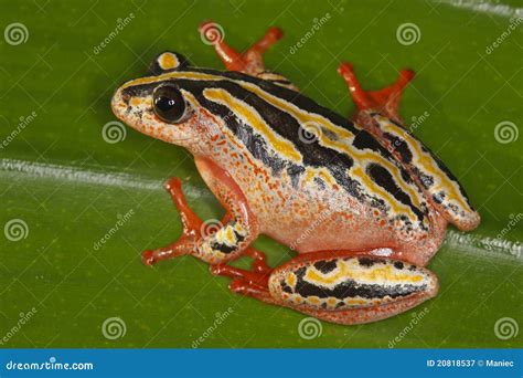 Painted Reed Frog Stock Image Image Of Frog Africa 20818537