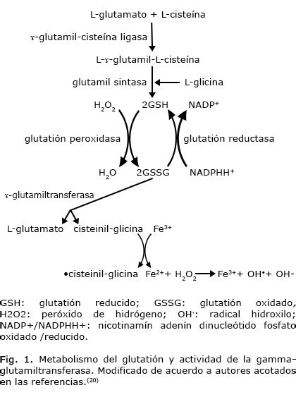 Gamma Glutamiltransferasa Y Enfermedad Cardiovascular Gamma