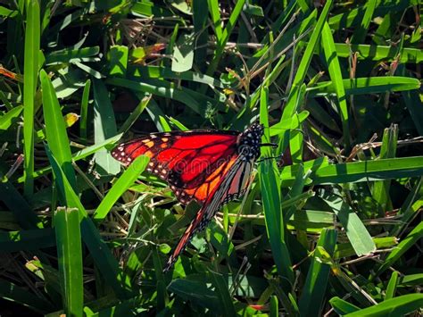 Monarch Butterfly Side View Stock Image - Image of hyssop, green: 105918367