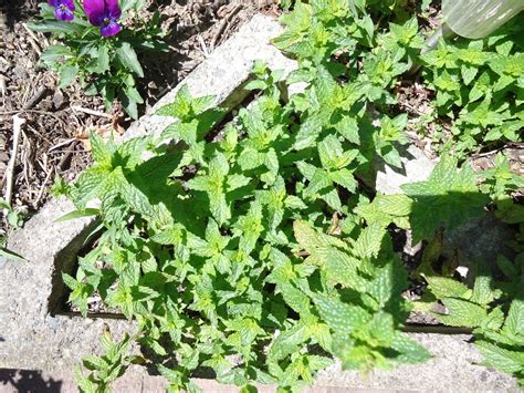 medicinal herbs  grow    love plant life blog
