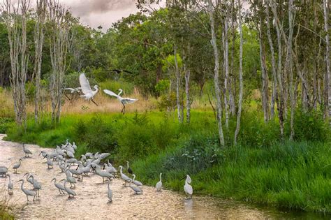 Bird Photography: Tips and Techniques Steve Parish Nature Connect