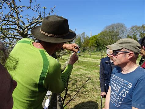 Avril Binage Paillage Et Greffe En Couronne Avalou Plabenneg