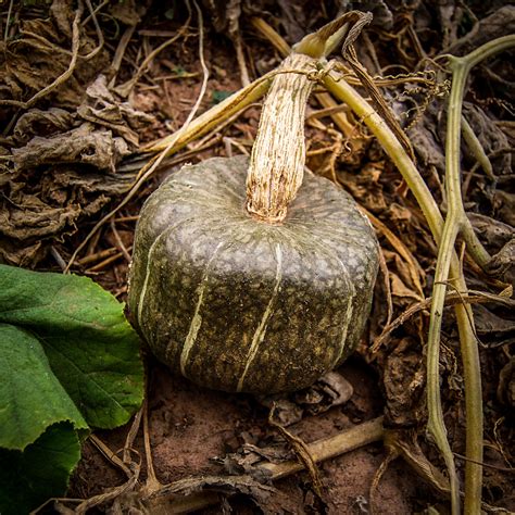 Burgess Buttercup Winter Squash Seeds The Plant Good Seed Company