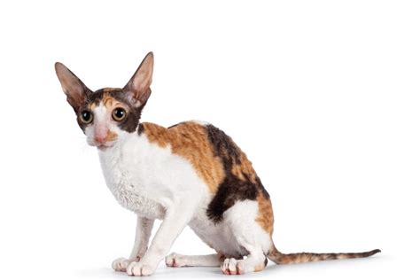 Cornish Rex