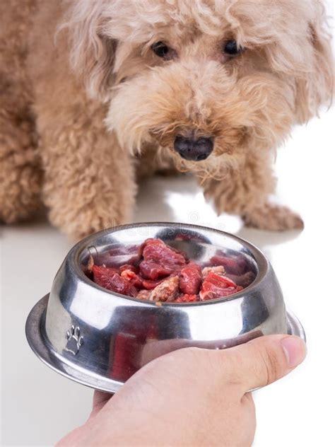 Healthy Dog Feeding On Barf Raw Meat Diet On White Background Stock