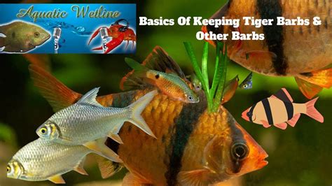 Aquatic Wetline W Aqua Alex Basics Of Keeping Barbs Youtube