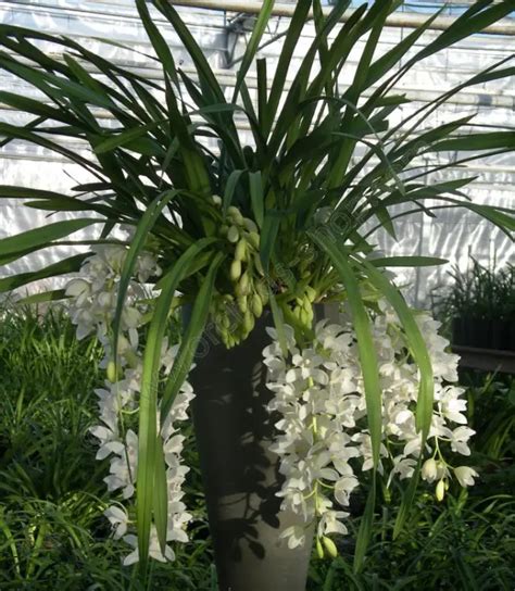 Cómo cultivar y florecer la orquídea Cymbidium Consejos para mi huerto