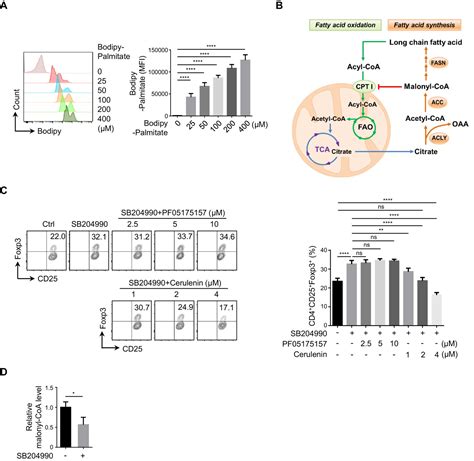 Figures And Data In ACLY Ubiquitination By CUL3 KLHL25 Induces The