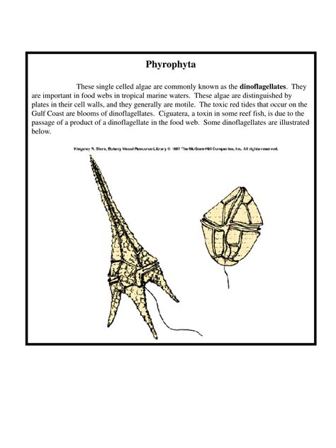 PPT - Phaeophyta PowerPoint Presentation, free download - ID:4111873