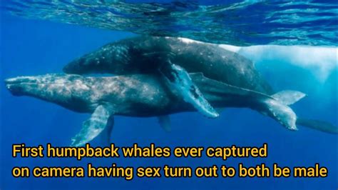 First Humpback Whales Ever Captured On Camera Having Sex Turn Out To Both Be Male Youtube