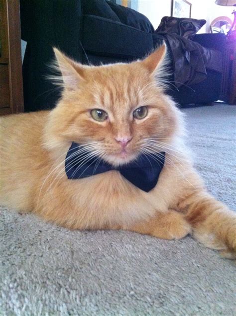 An Orange Cat Wearing A Black Bow Tie