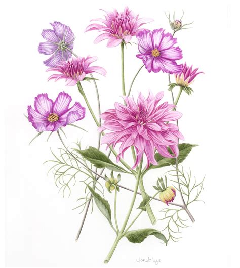 Janet Lye Society Of Botanical Artists