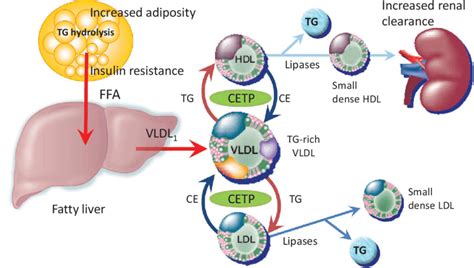 Pathophysiology Of Dyslipidemia