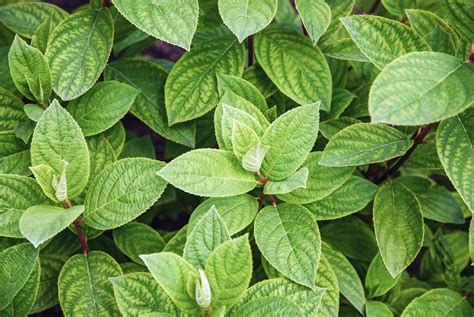 Pourquoi les hortensias ne fleurissent pas 7 causes gestes à