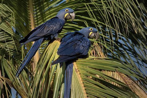 Purple Hyacinth Macaw