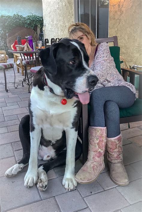 Saint Dane Great Dane And Saint Bernard Mix Great Dane