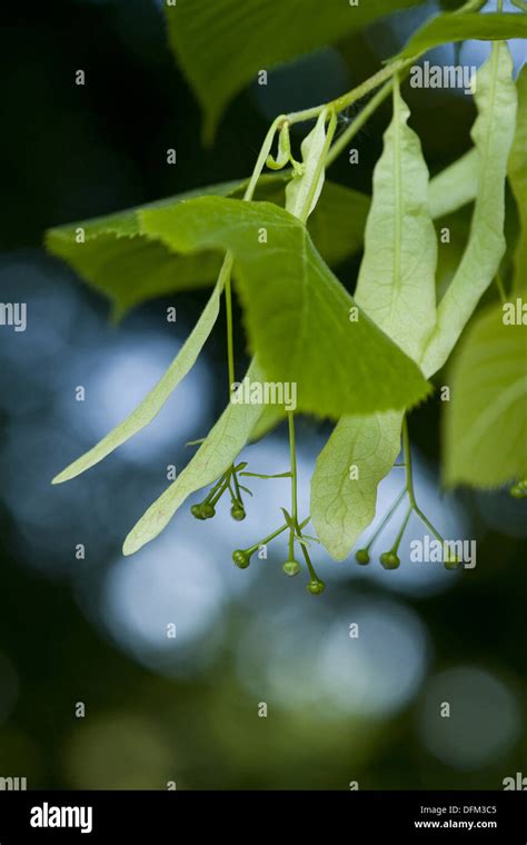 Tilia Buds Hi Res Stock Photography And Images Alamy