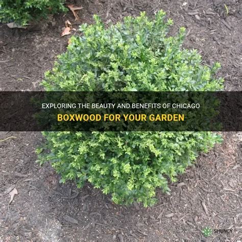 Exploring The Beauty And Benefits Of Chicago Boxwood For Your Garden ...