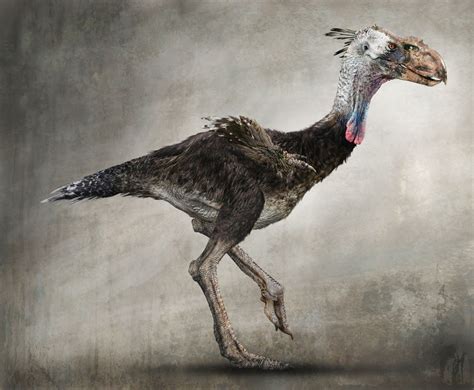 Artists Interpretation Of A Prehistoric Terror Bird Such Titanis