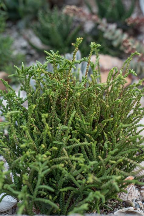 Crassula Muscosa Well Rooted Succulent Plug Grown In The Uk Watch Chain Rat Tail Corseside