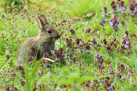 Bunny Rspb Sandy Mrs Airwolfhound Flickr