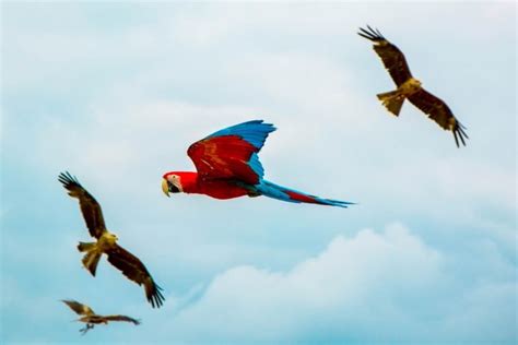 Can A Parrot Fly? (And How To Train Them!) - Born For Pets