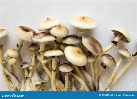 Psilocybin Cubensis Paddenstoel Hallucinogene Psychedelische Drug Medisch Onderzoek Van