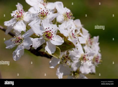 Asian Pear Blossoms Pyrus Pyrifolia Stock Photo Alamy