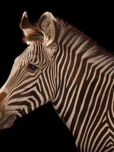 Grevy's zebra, facts and photos