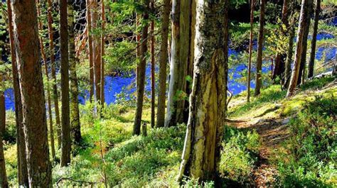 Nationalpark Paanajärvi Geschichte und Fotos