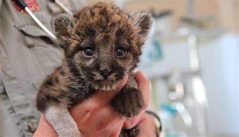 Panther Kitten Rescued After Being Abandoned By Mother - The Dodo