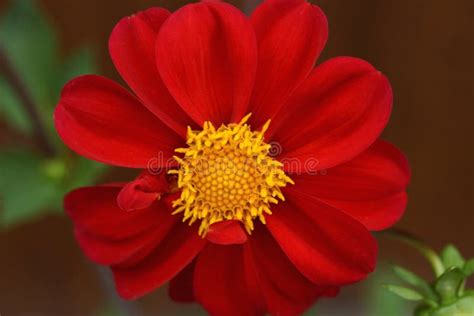 Big Bud Of A Red Round Flower On A Green Stalk On A Yellow Background