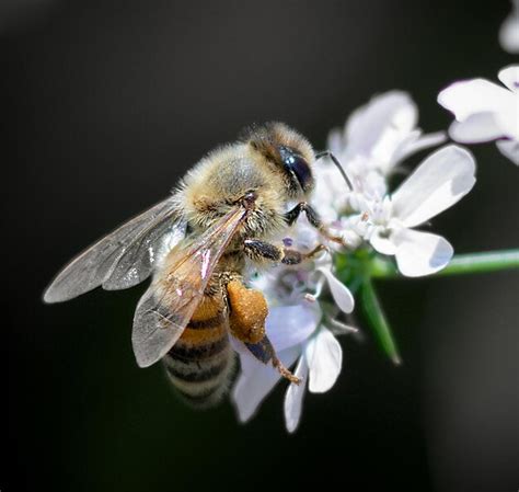 Premium Photo | A bee with a black stripe on its back is on a white flower.