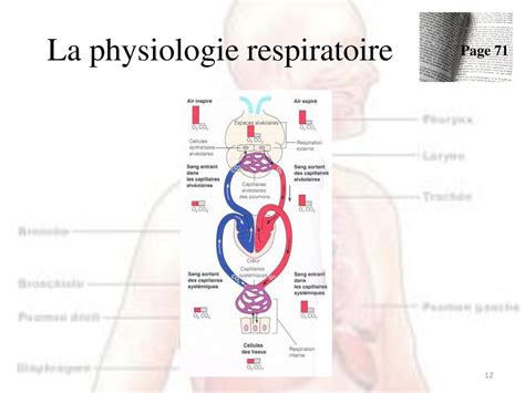 La Physiologie Du Syst Me Respiratoire Ppt T L Charger